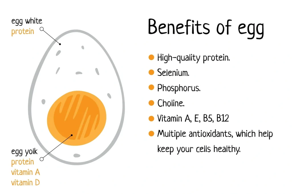 Egg Nutrition Facts